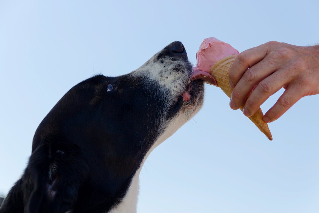 🐾 Treat Time, Tail Wags — Discover Our Favorite Pet Treats for Health &amp; Happiness