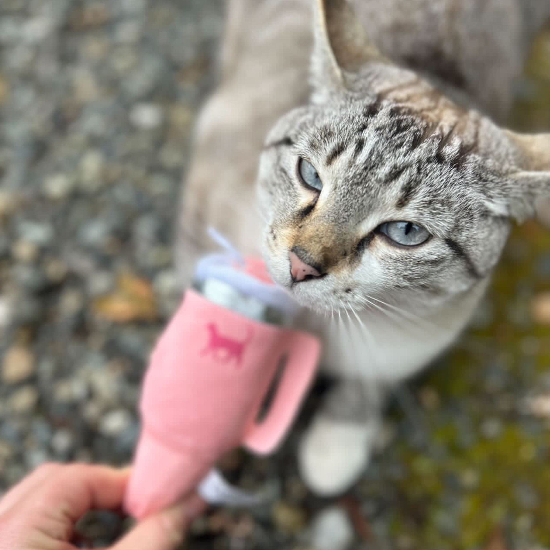 PUPROAR Kitty Cup Cat Toy | Cute Catnip & Crinkle Plush Cat Toy