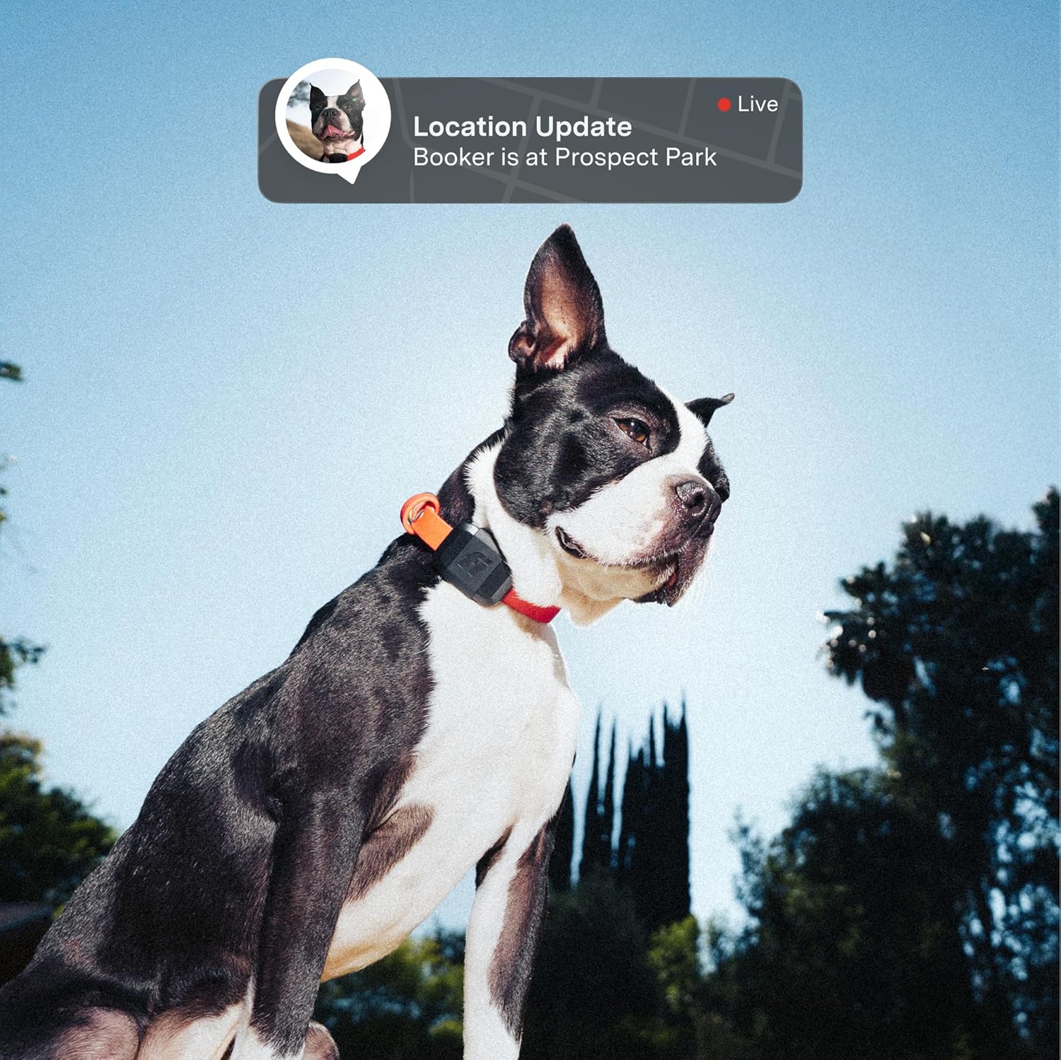Fi Mini GPS Tracker for Dogs Lightweight Waterproof Smart Pet Tracker